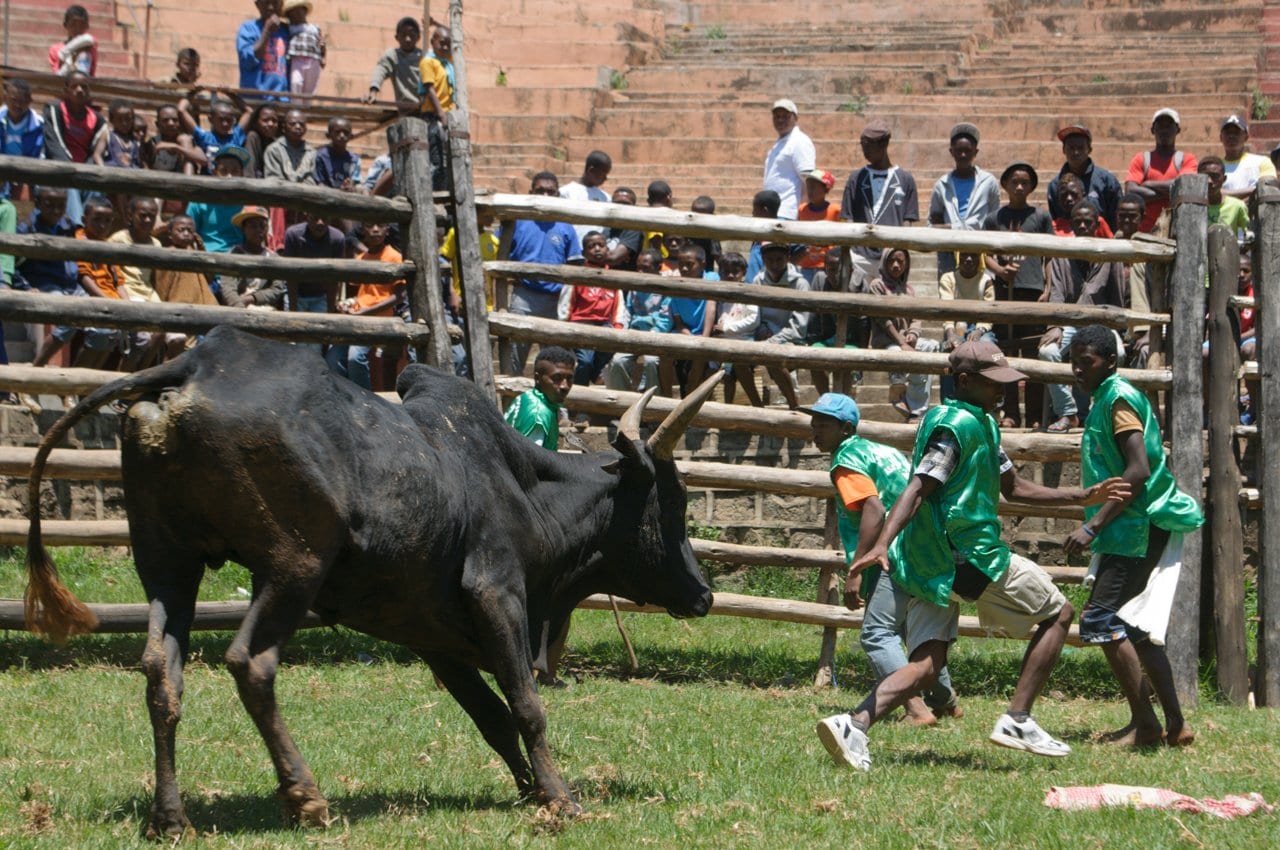 Savika - African Bull riding