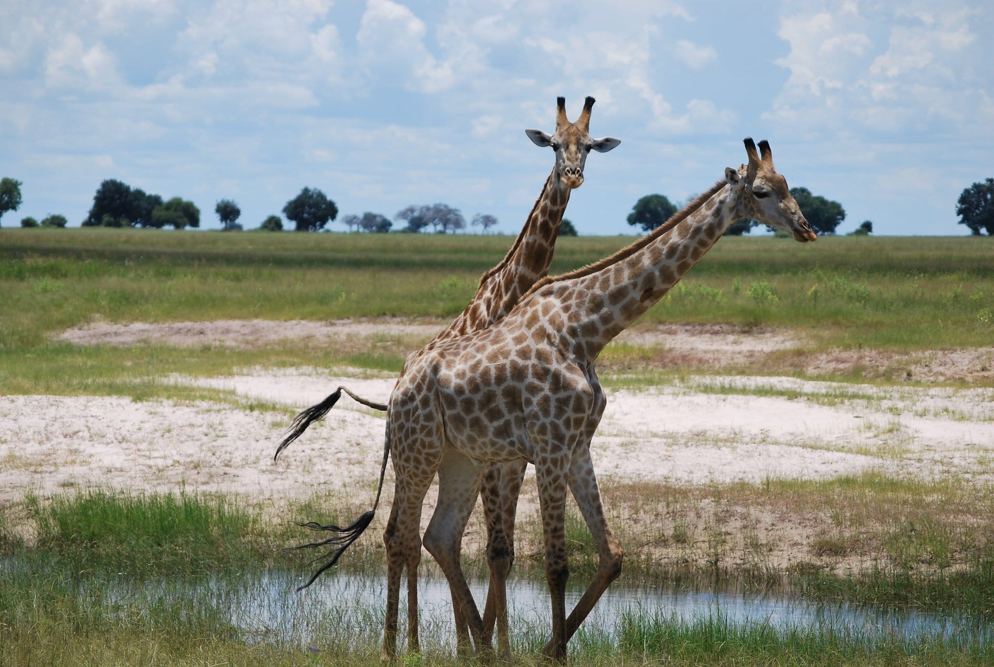 Chobe National Park (Botswana)
