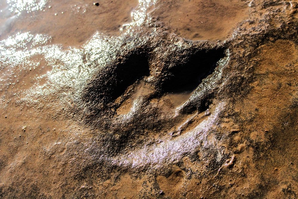 Dinosaur footprints in Lesotho