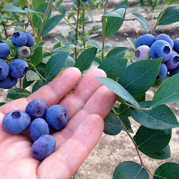 blueberries for Flat belly and weight loss
