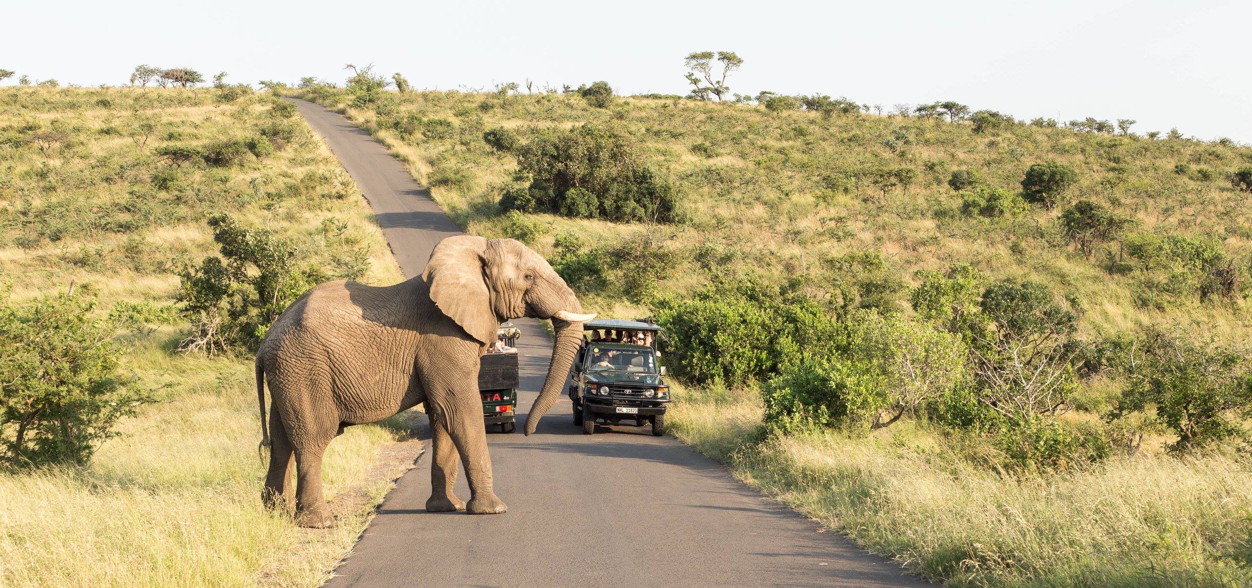 Hluhluwe Big 5 Safaris Top Things to Do in South Africa
