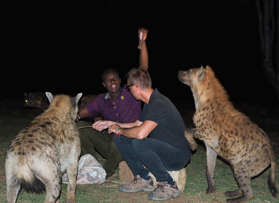Harar hyena feeding