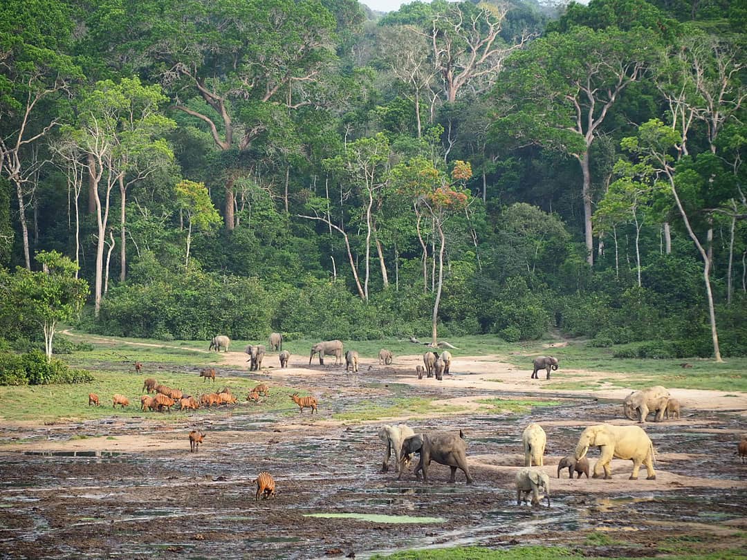 Dzanga-Sangha Dzanga-Sangha